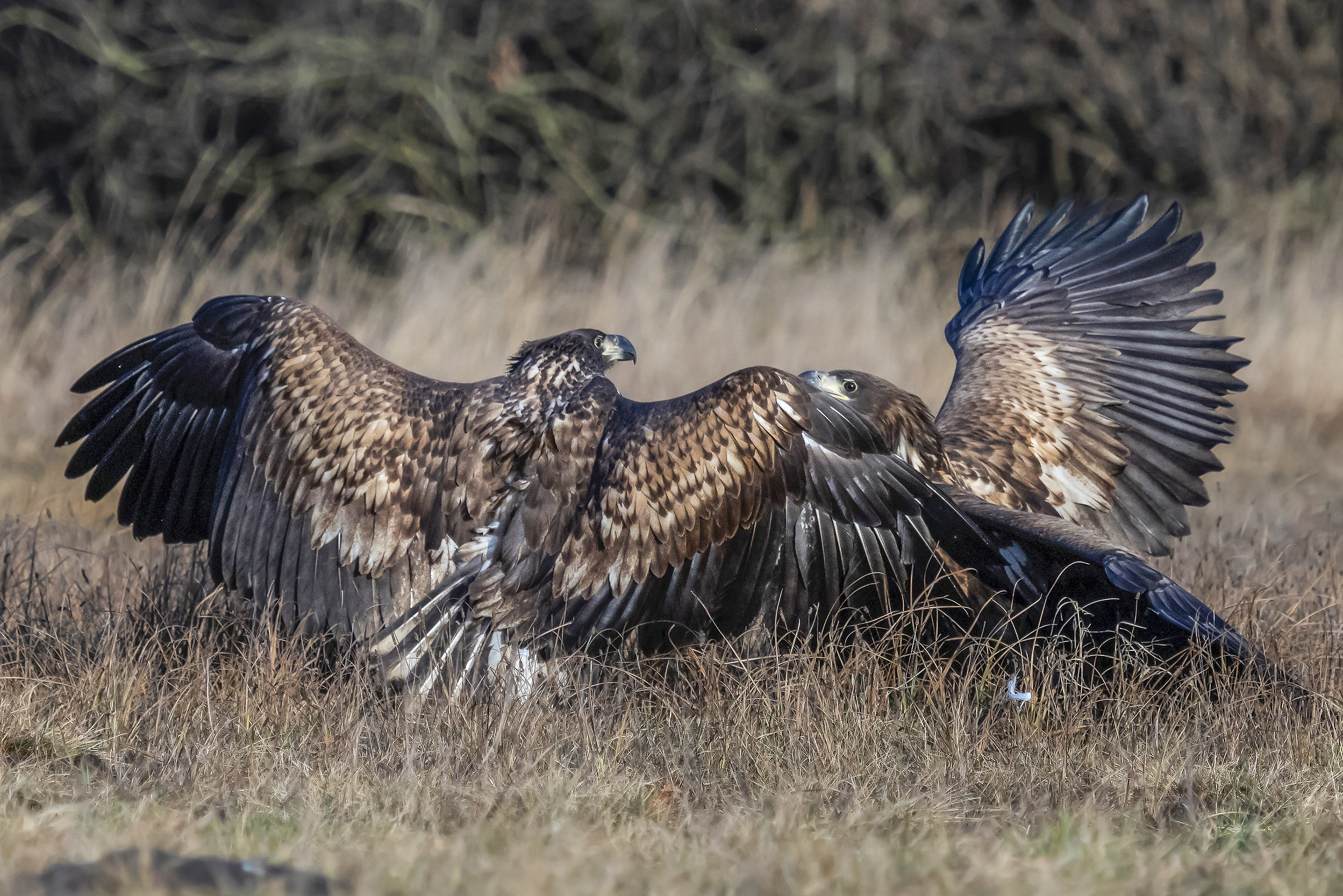 Aquile di mare pavoneggianti