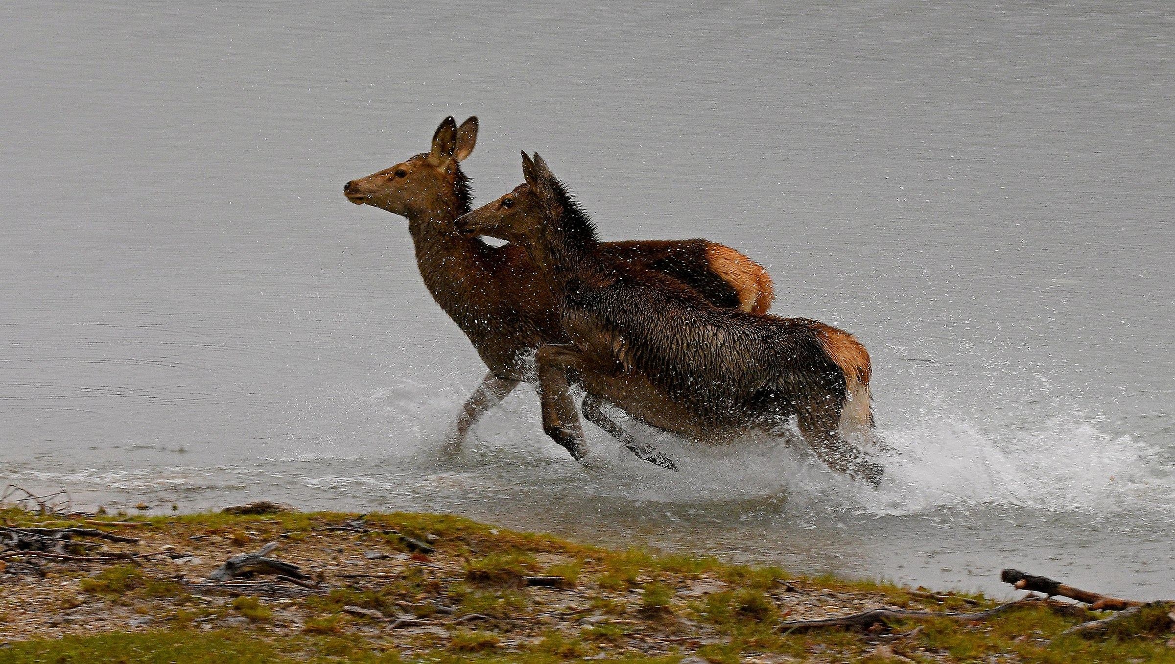 La corsa  (Cervus elaphus)