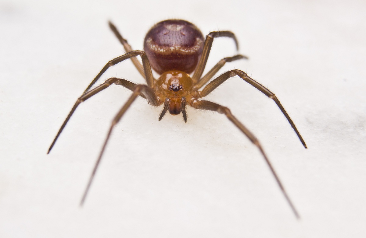Steatoda large