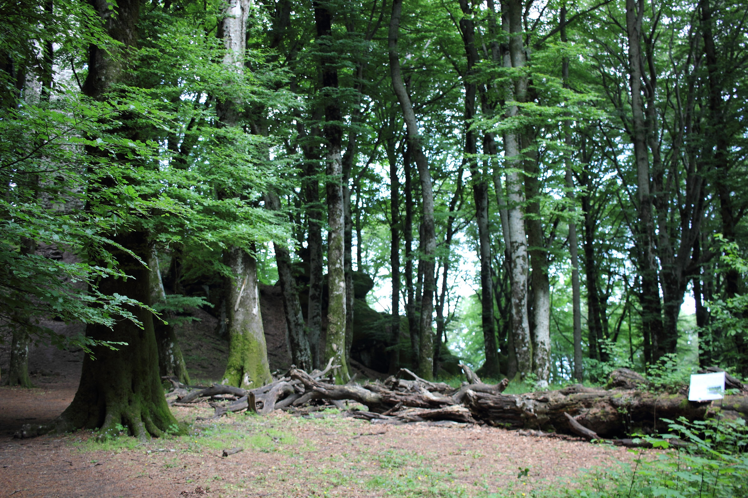 Ancient Beech Forest