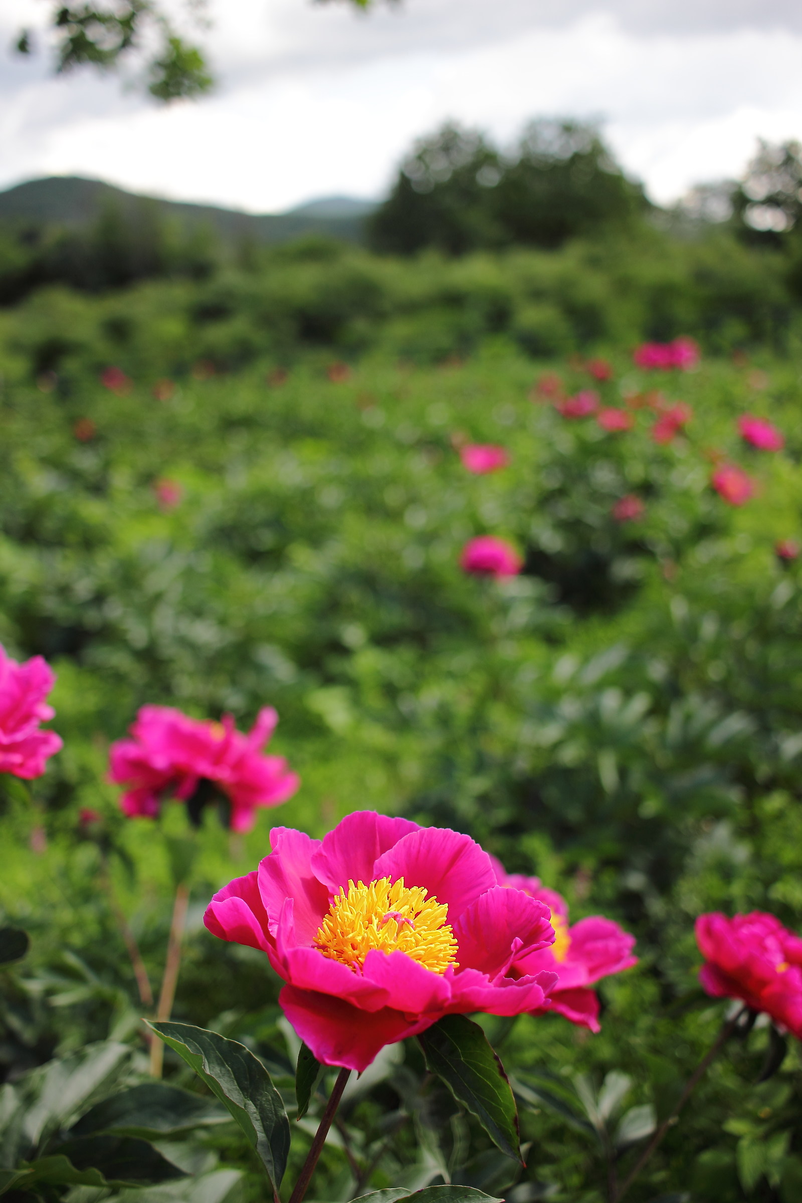 Fuchsia in the green