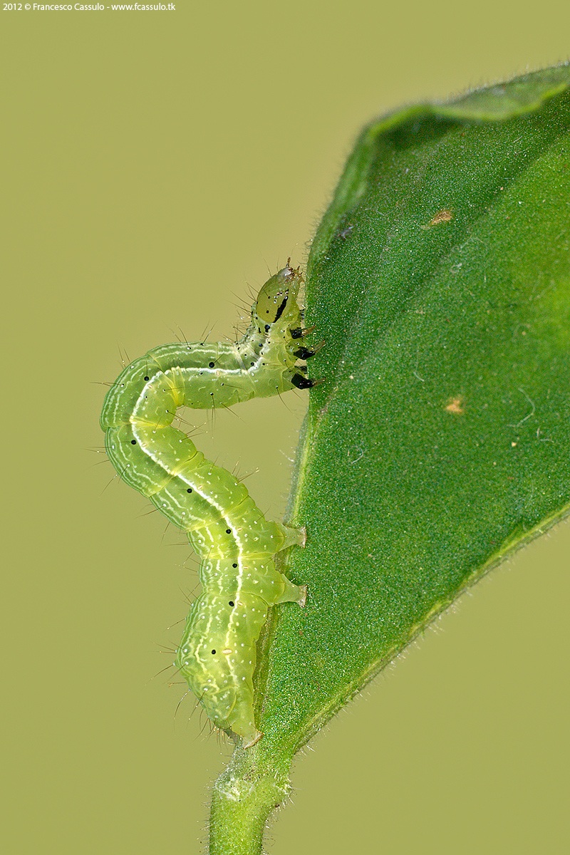 Autographa gamma (Linnaeus, 1758)