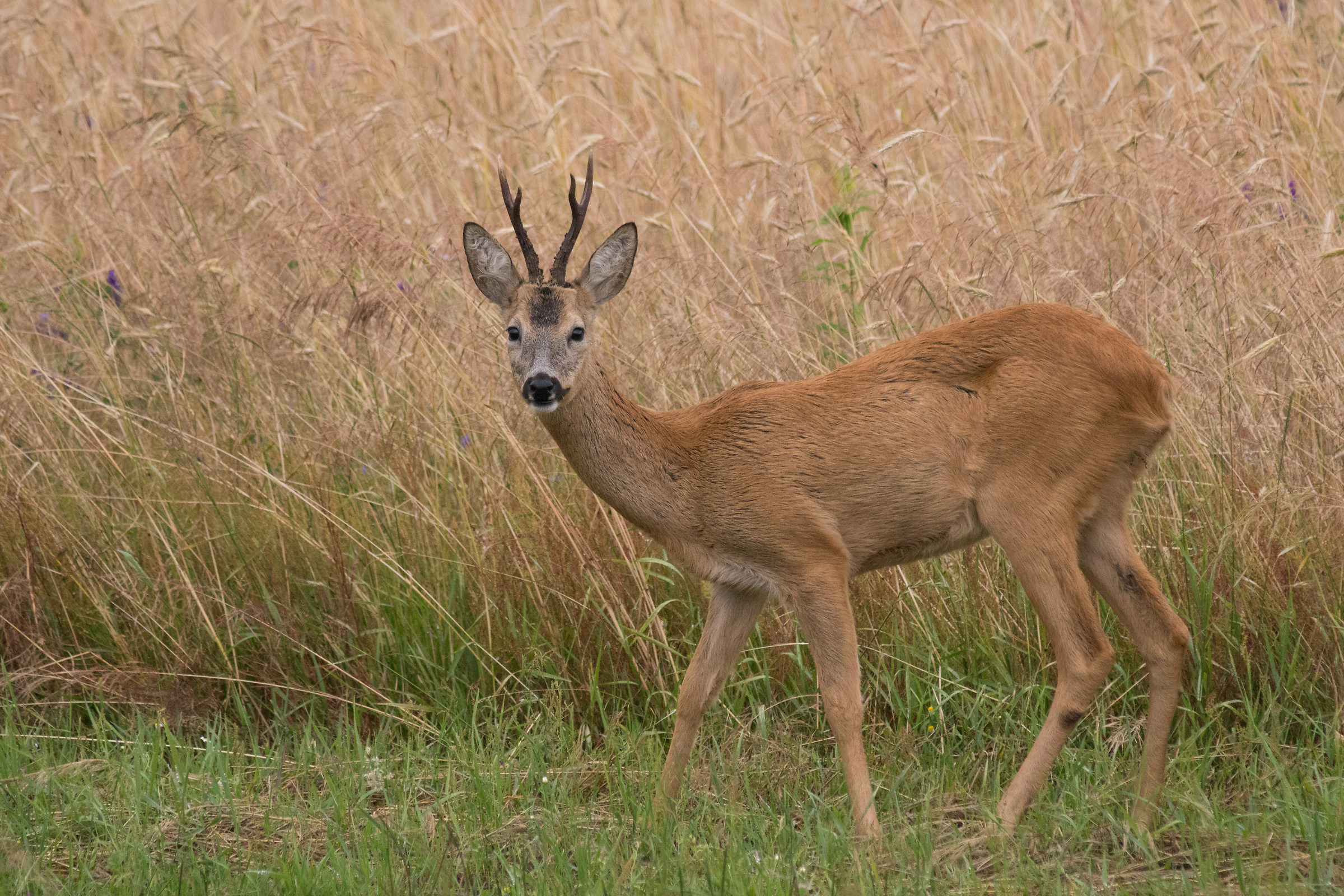 Capriolo (Capreolus capreolus)