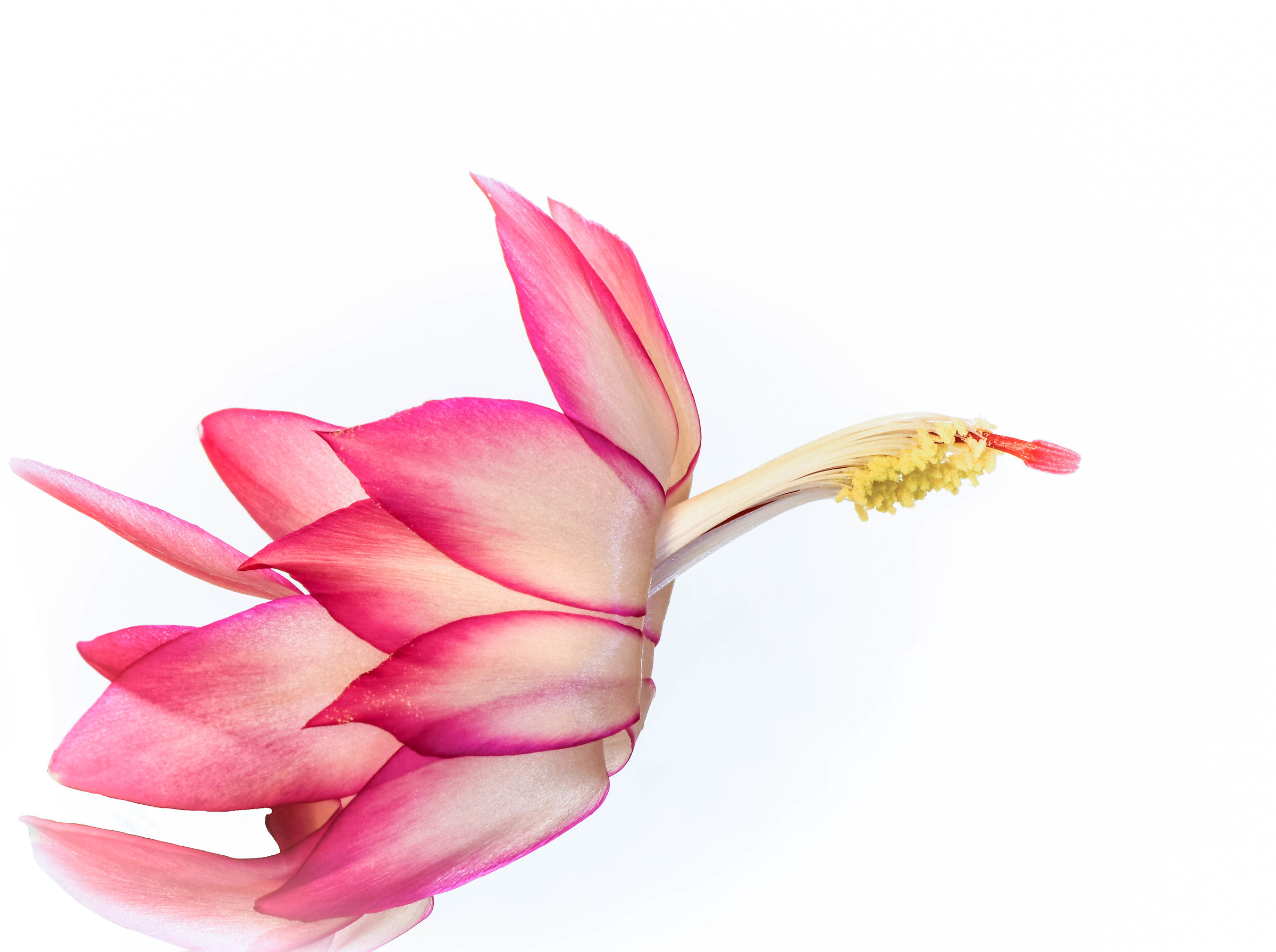 Schlumbergera "Christmas Cactus"