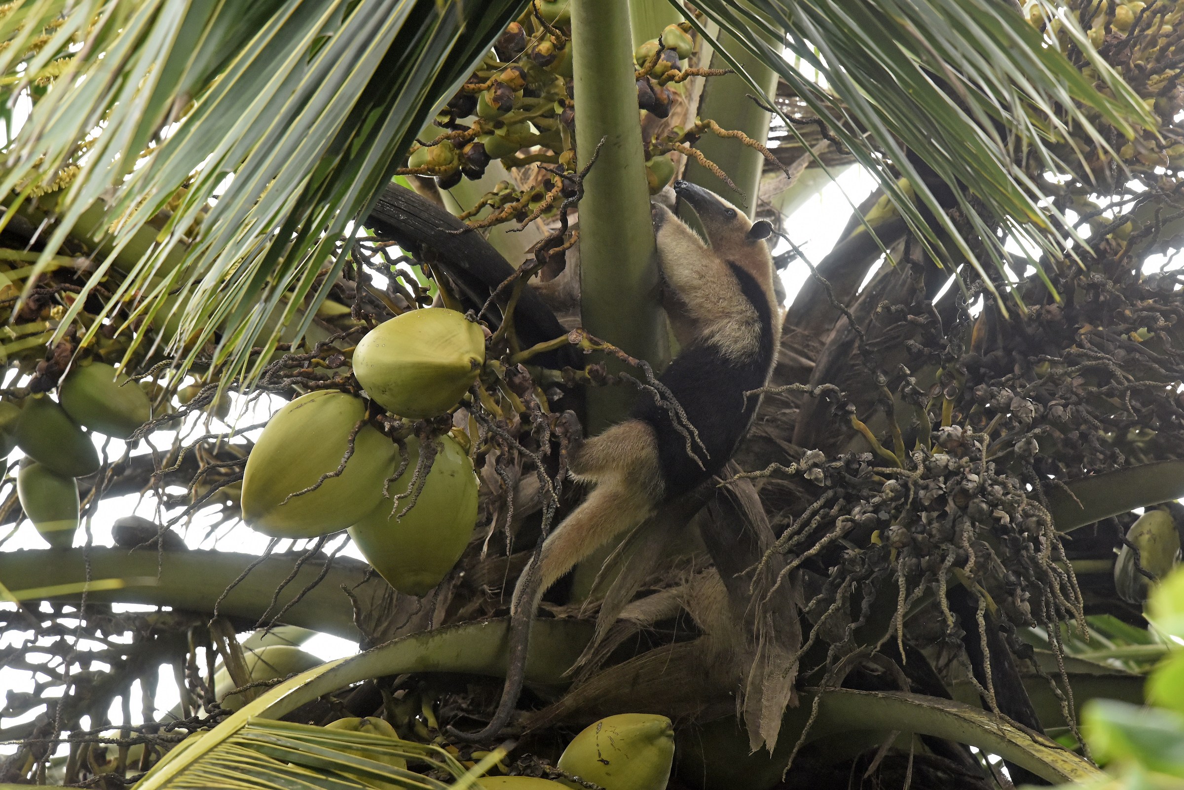 Tamandua meridionale