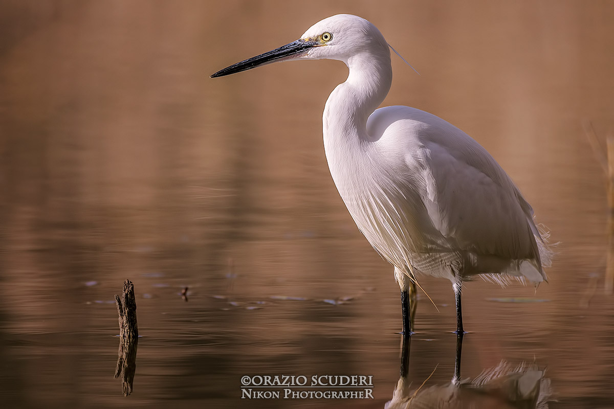 Egretta Egret