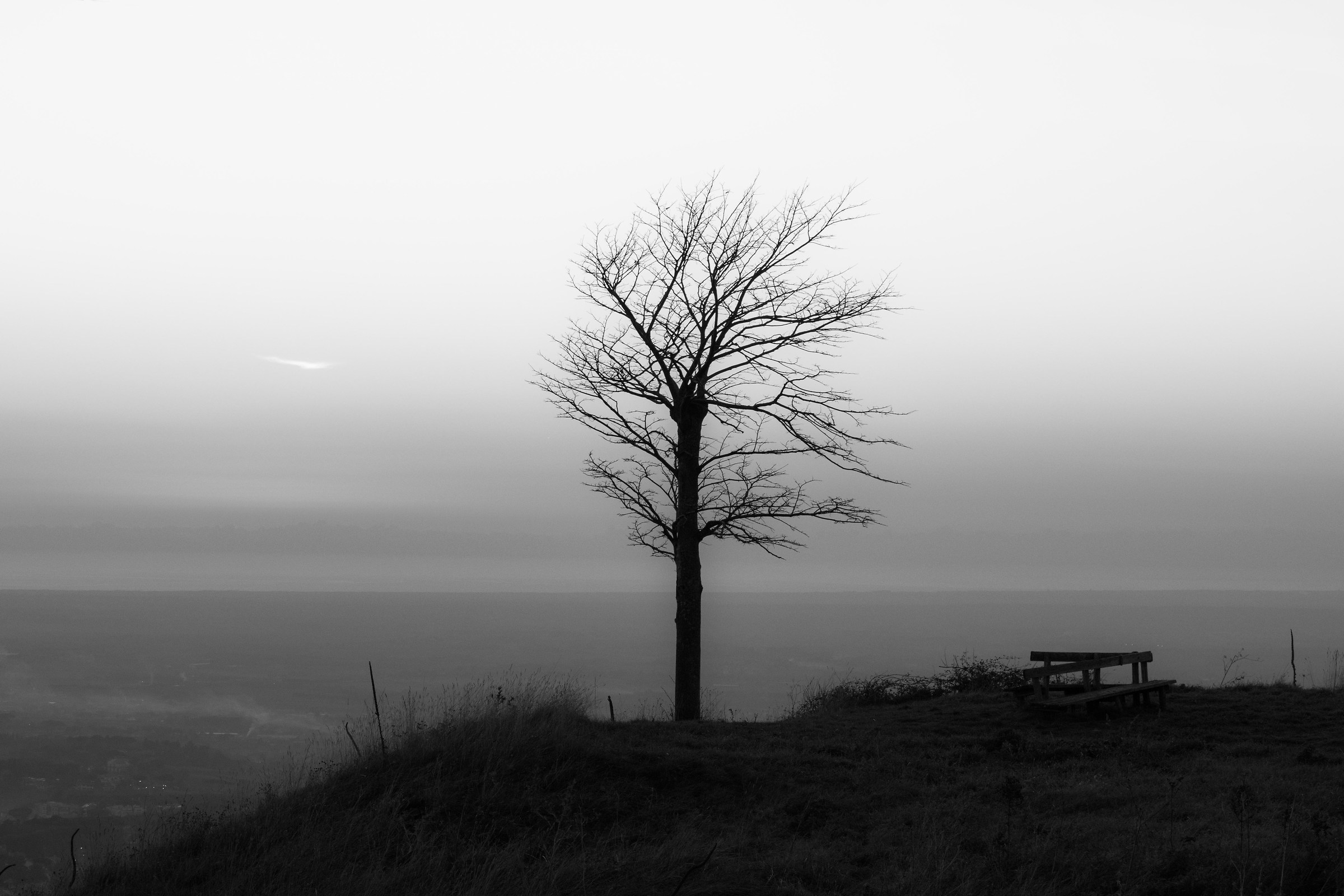 Tree at the border with winter