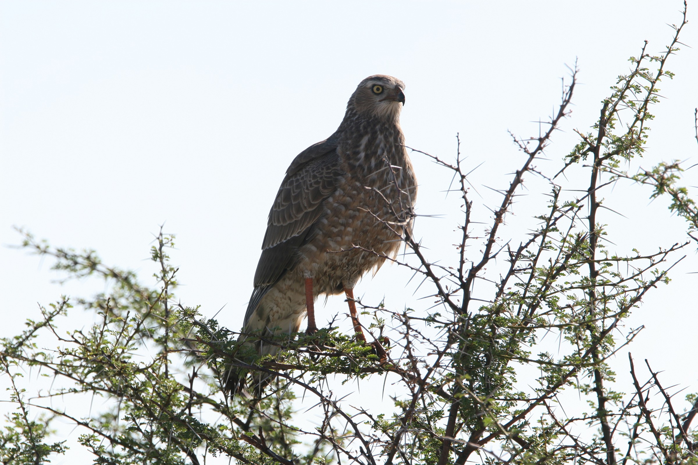 pale chanting goshawk (Melierax canorus)