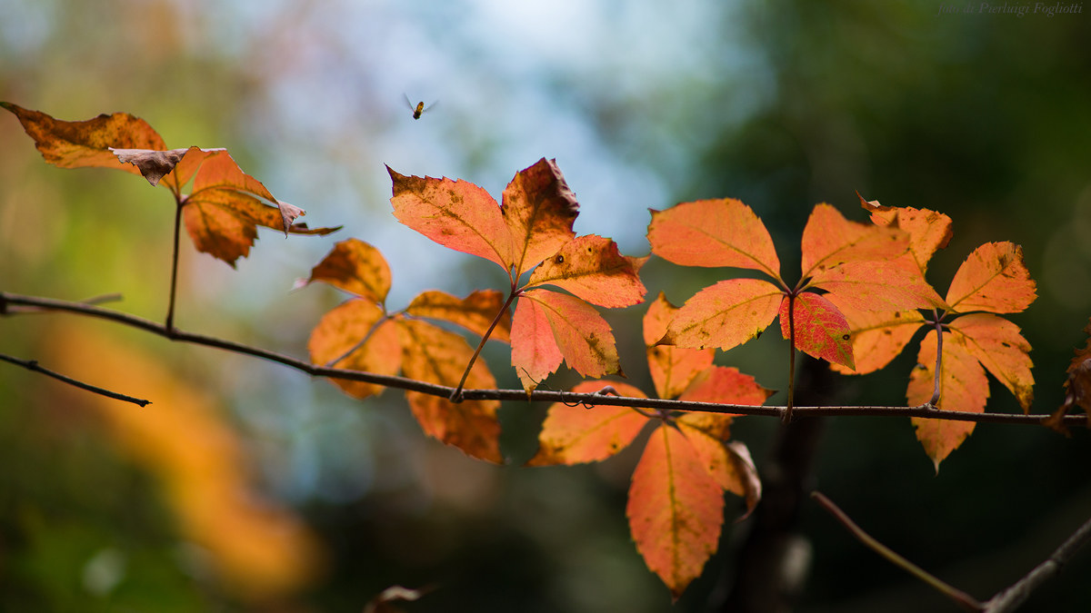 Flying over the autumn