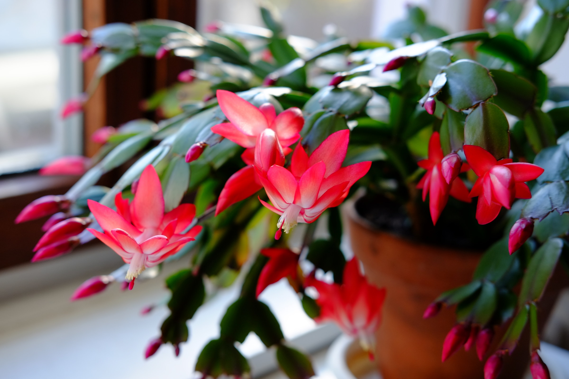 Il deserto è aumentato in inverno nel paese