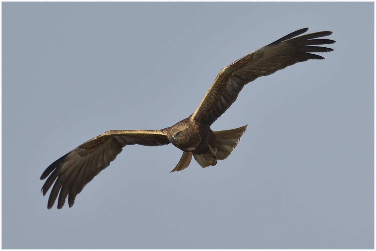 Black Kite