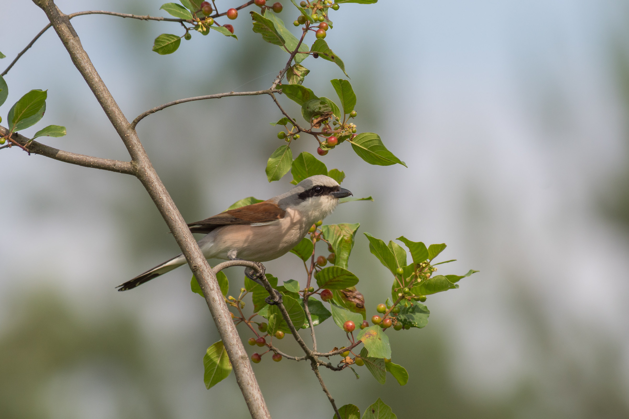 Averla con il dorso rosso (Lanius collurio)