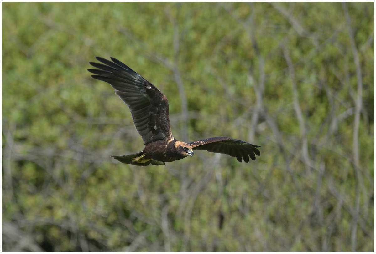 Marsh Harrier