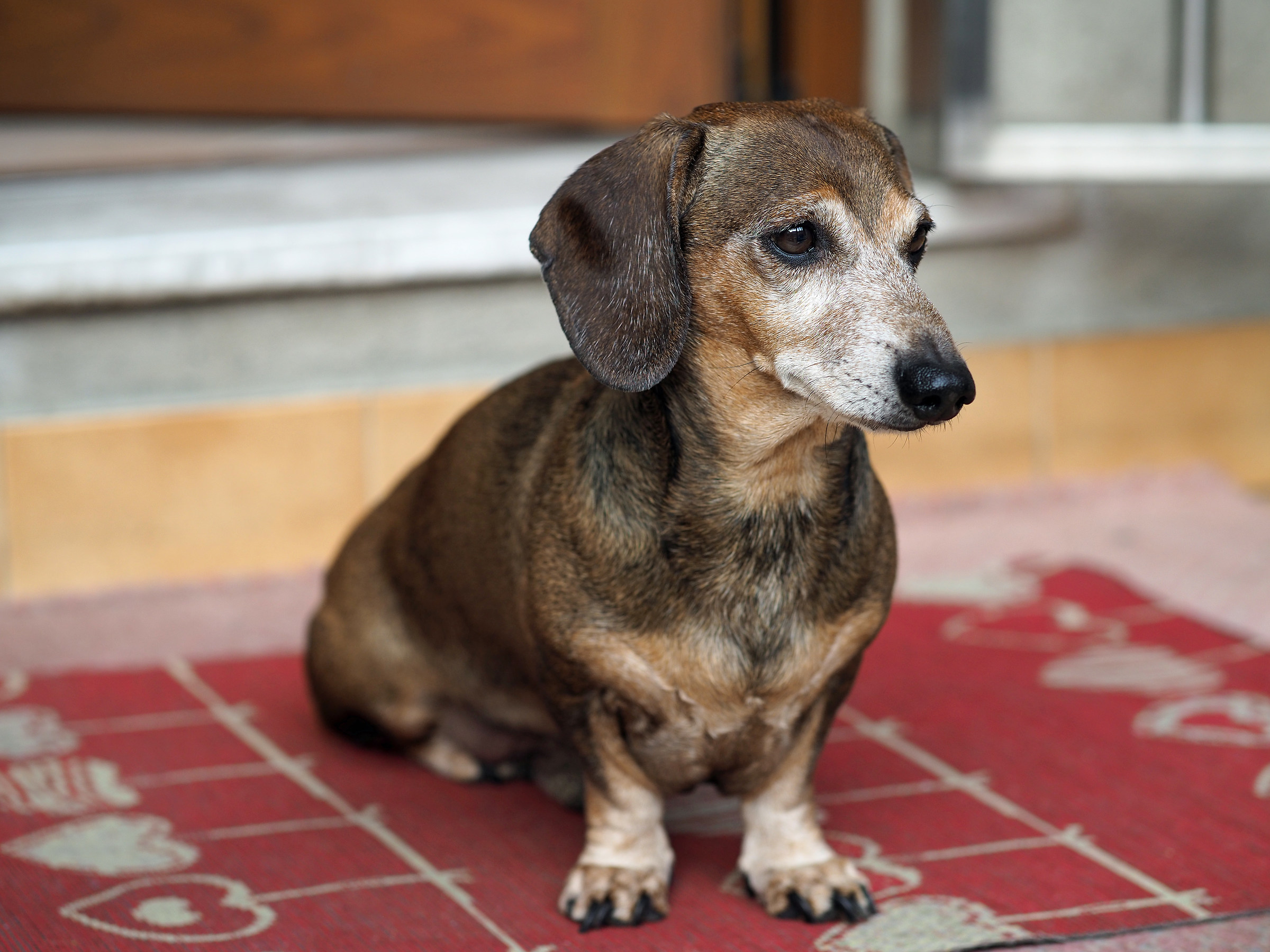 prova 56mm. sigma a f.2