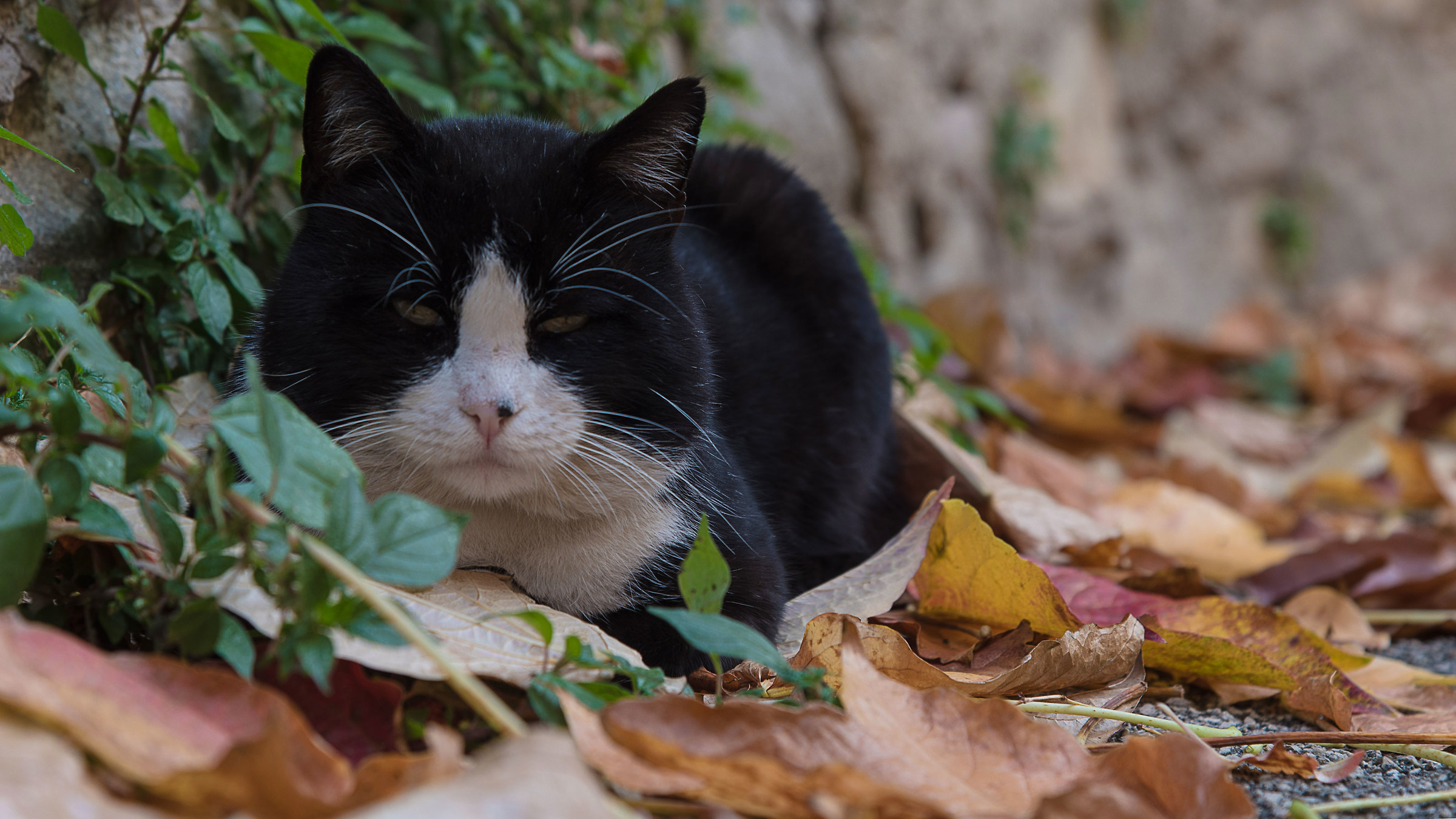 Gatto assonnato sulle foglie