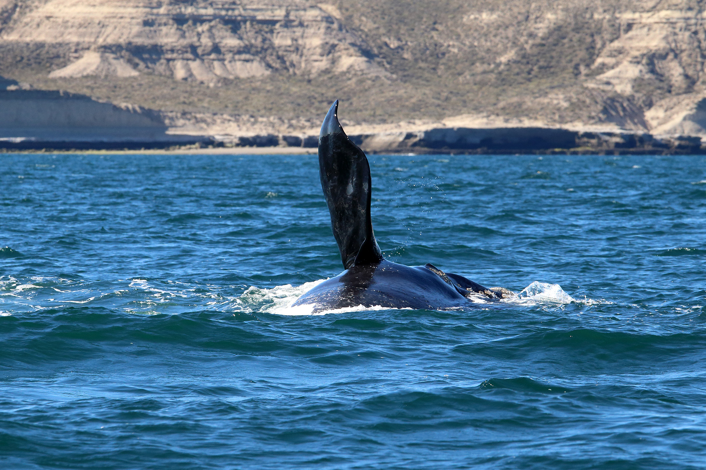 balena franca della Patagonia