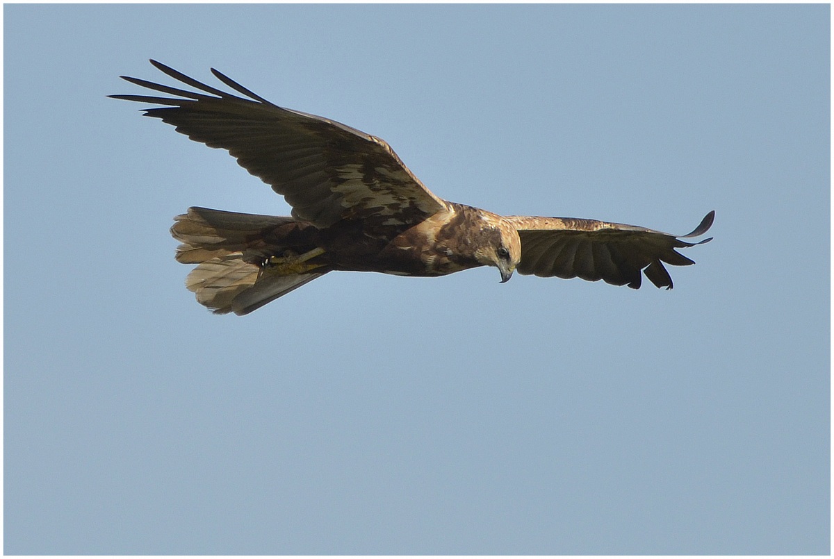 Marsh Harrier