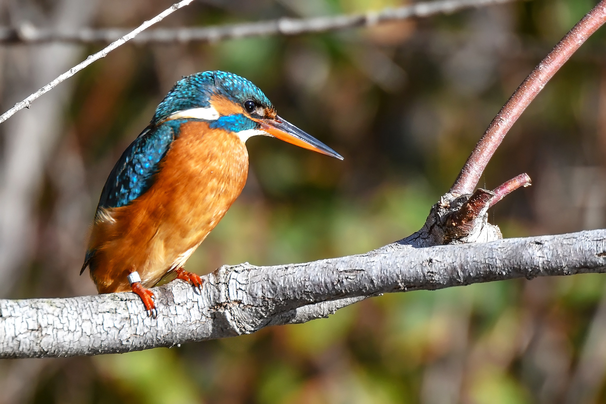 Miss Martin con braccialetto