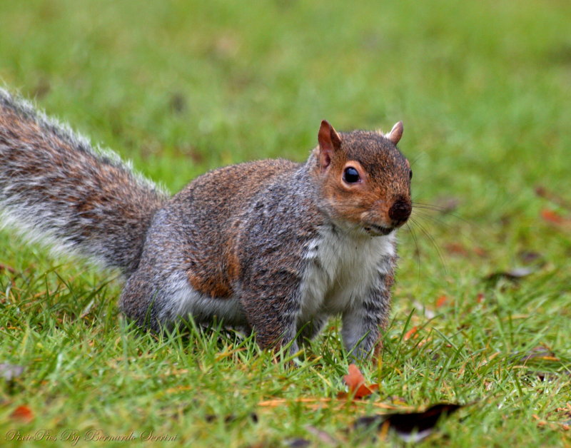 Grey squirrel (Sciurus carolinensis)