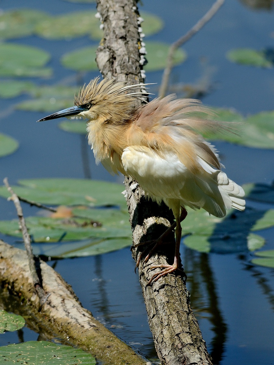Sgarza ciuffetto arruffata