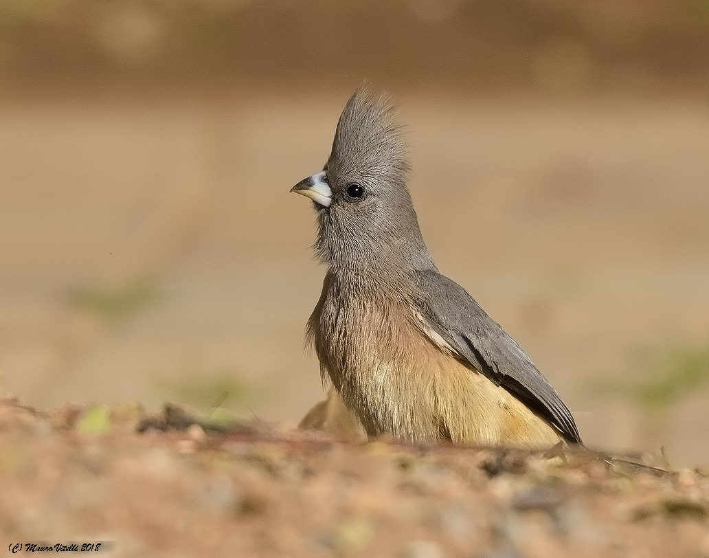Mouse Bird (Colius Colius)