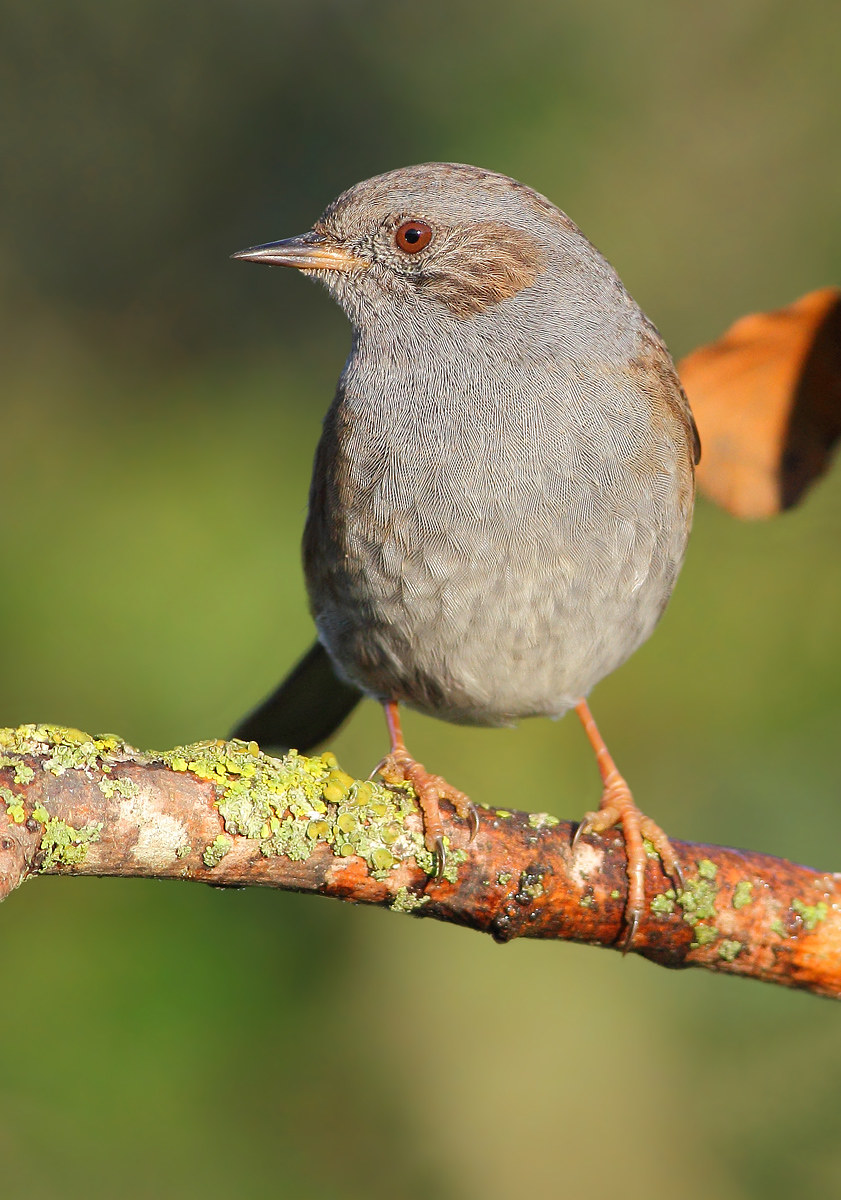 Passera Dunnock