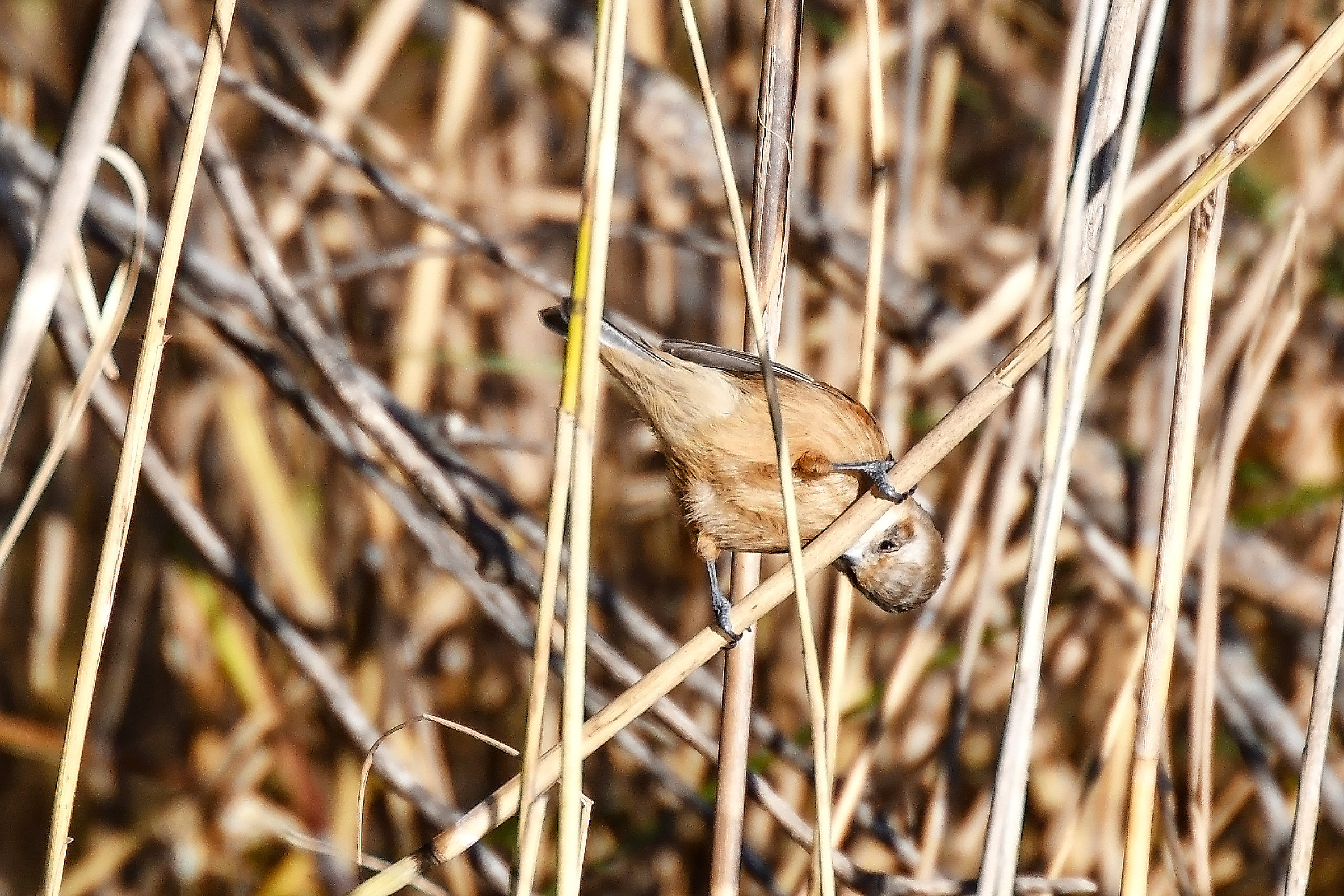 Pendolino acrobatico