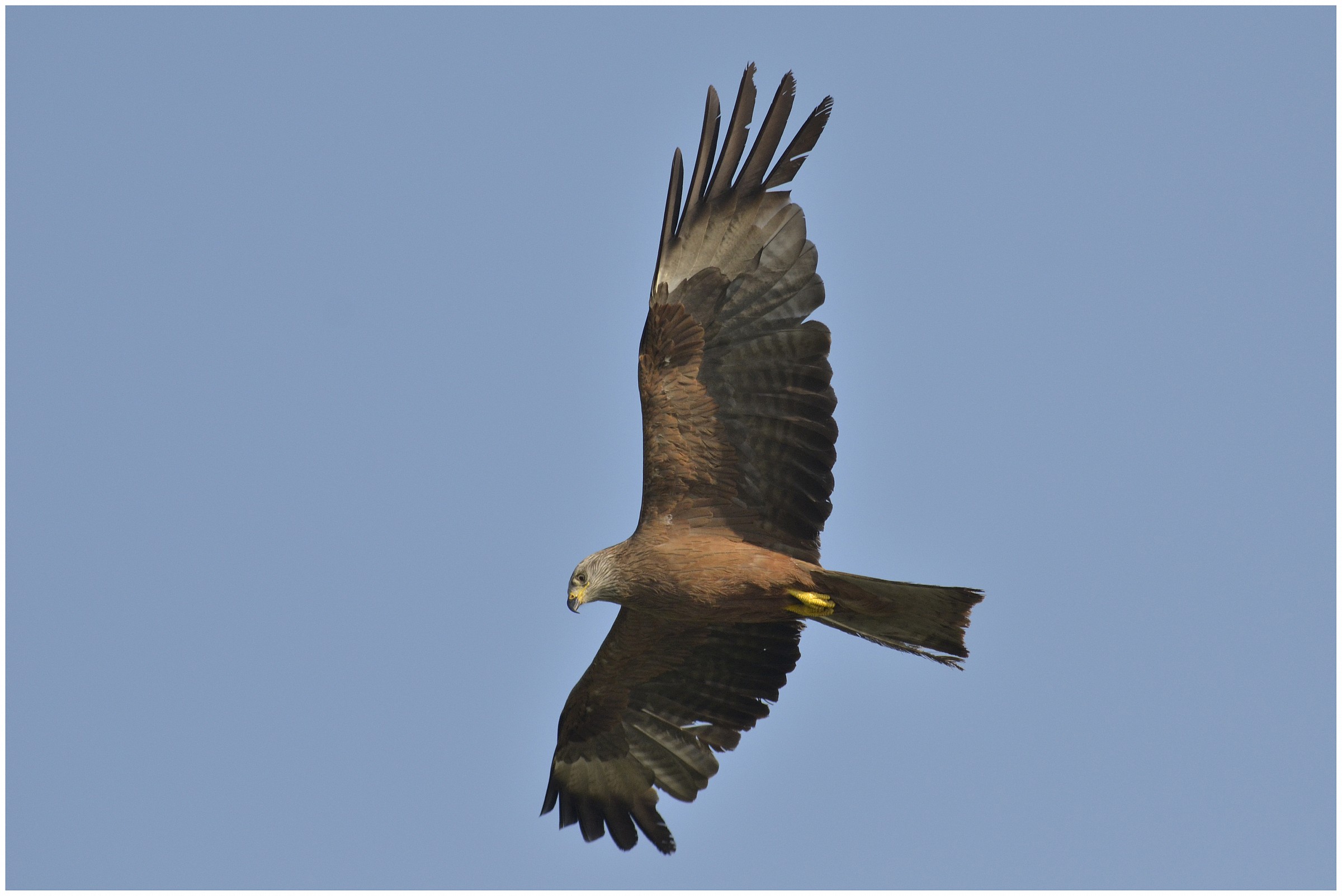 Black Kite