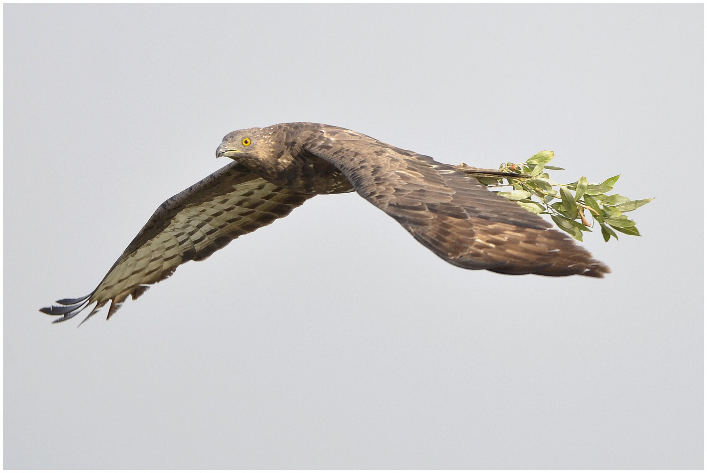 Red-footed Falcon