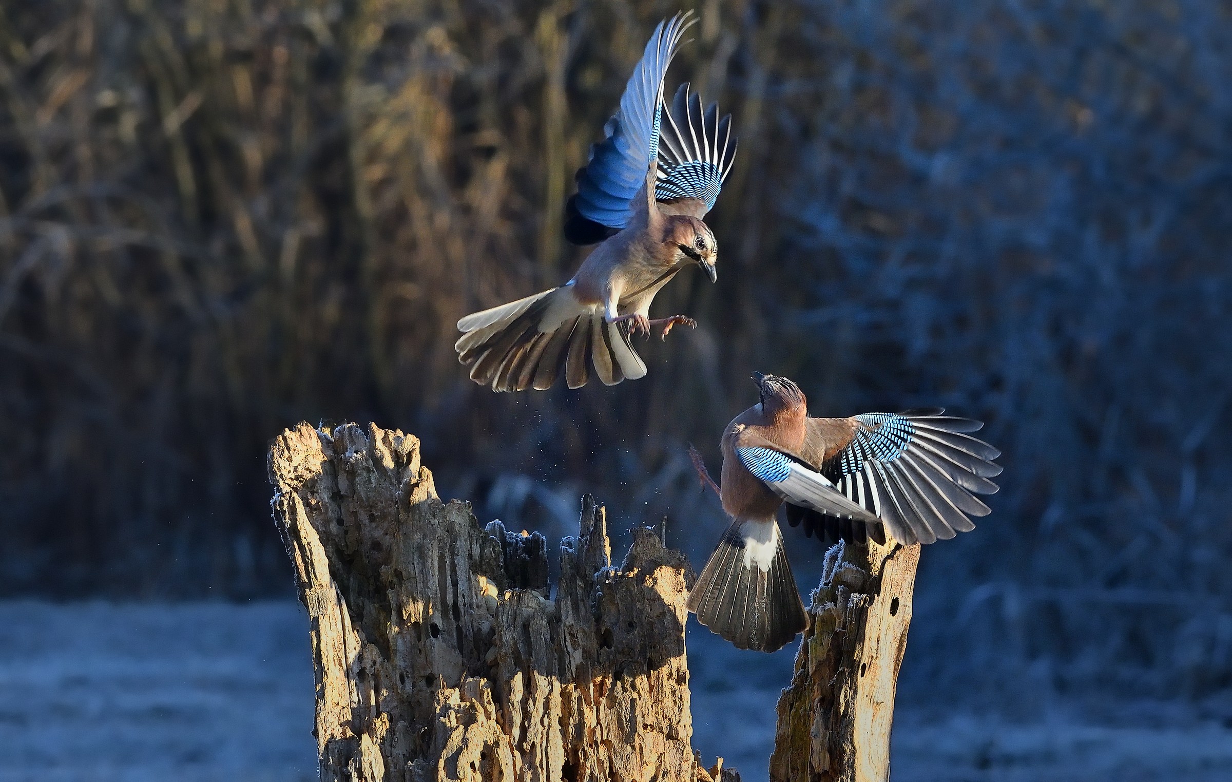 contesa tra ghiandaie