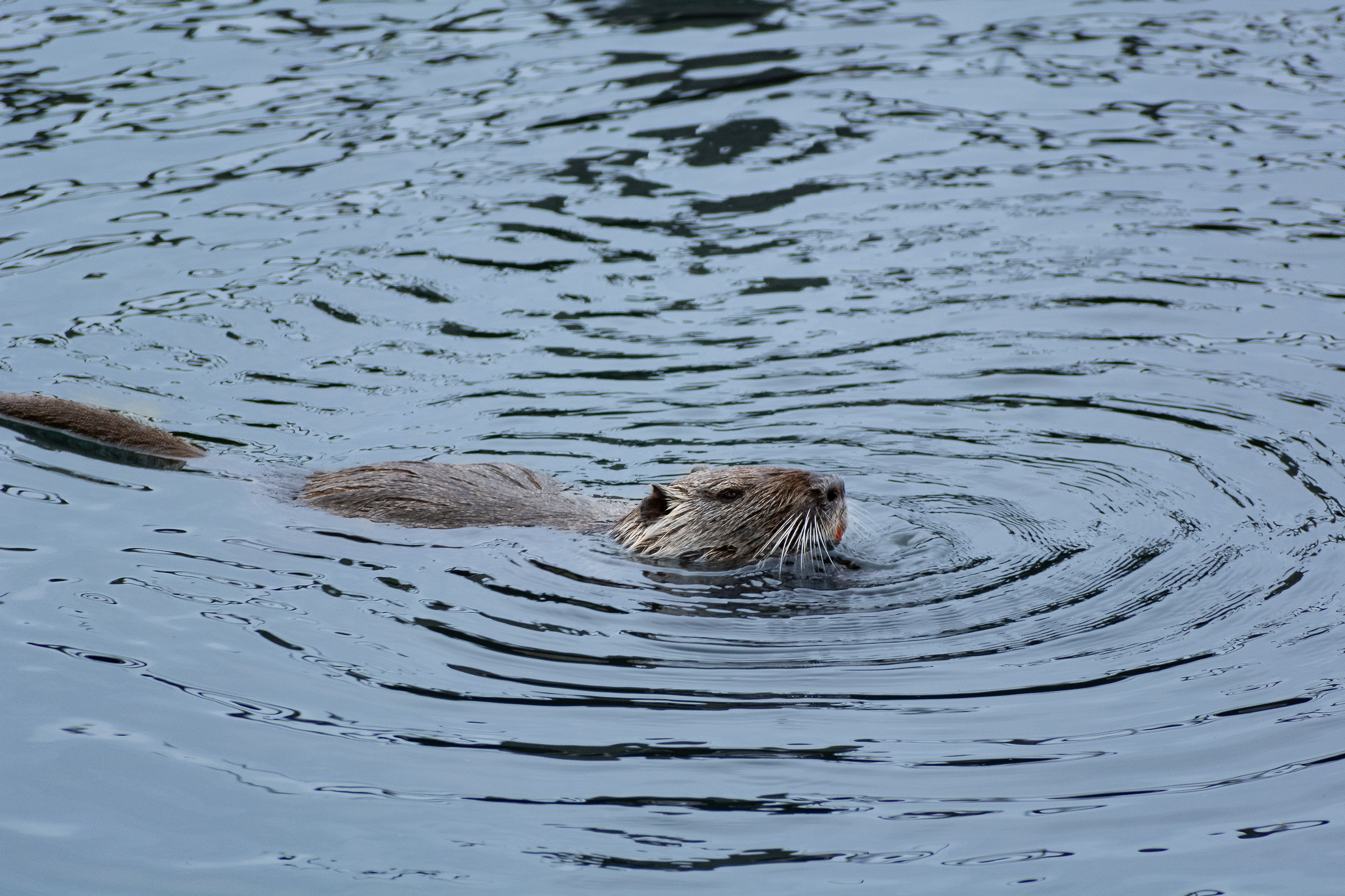 in giro per terracina