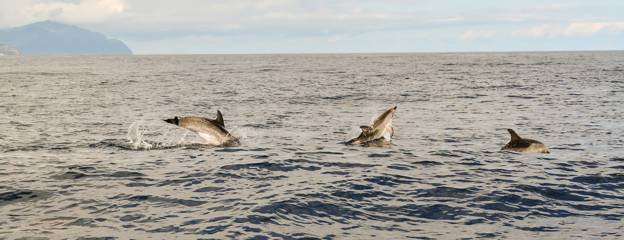 Delfini, Acores