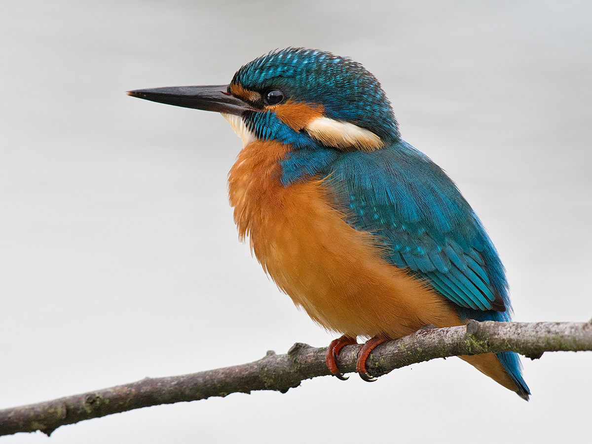 Kingfisher