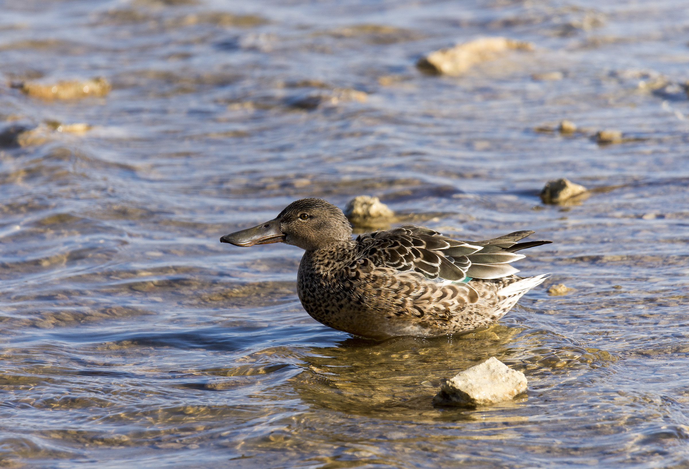 Anas clypeata (Mestolone)