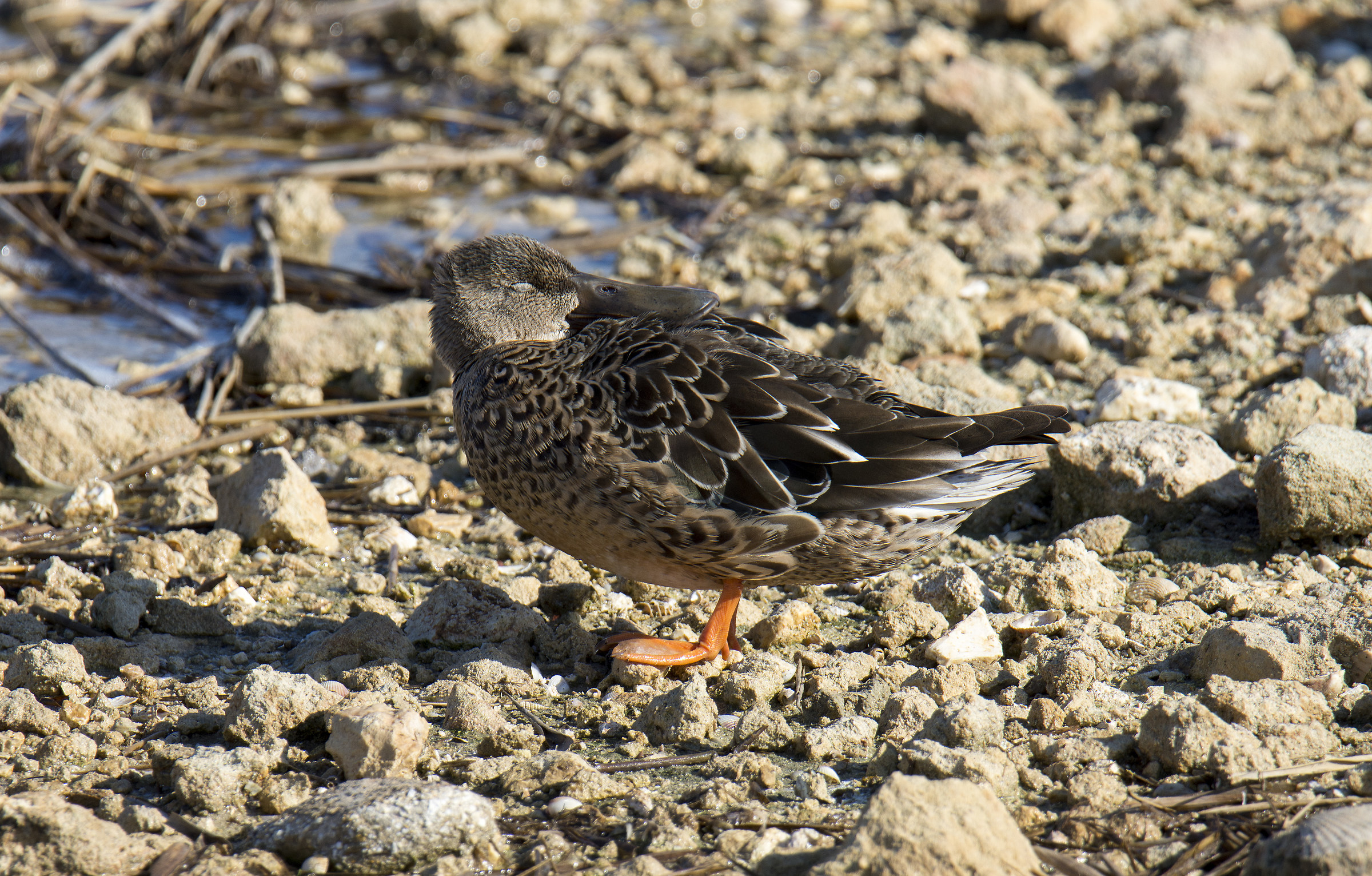 Anas clypeata (Mestolone)