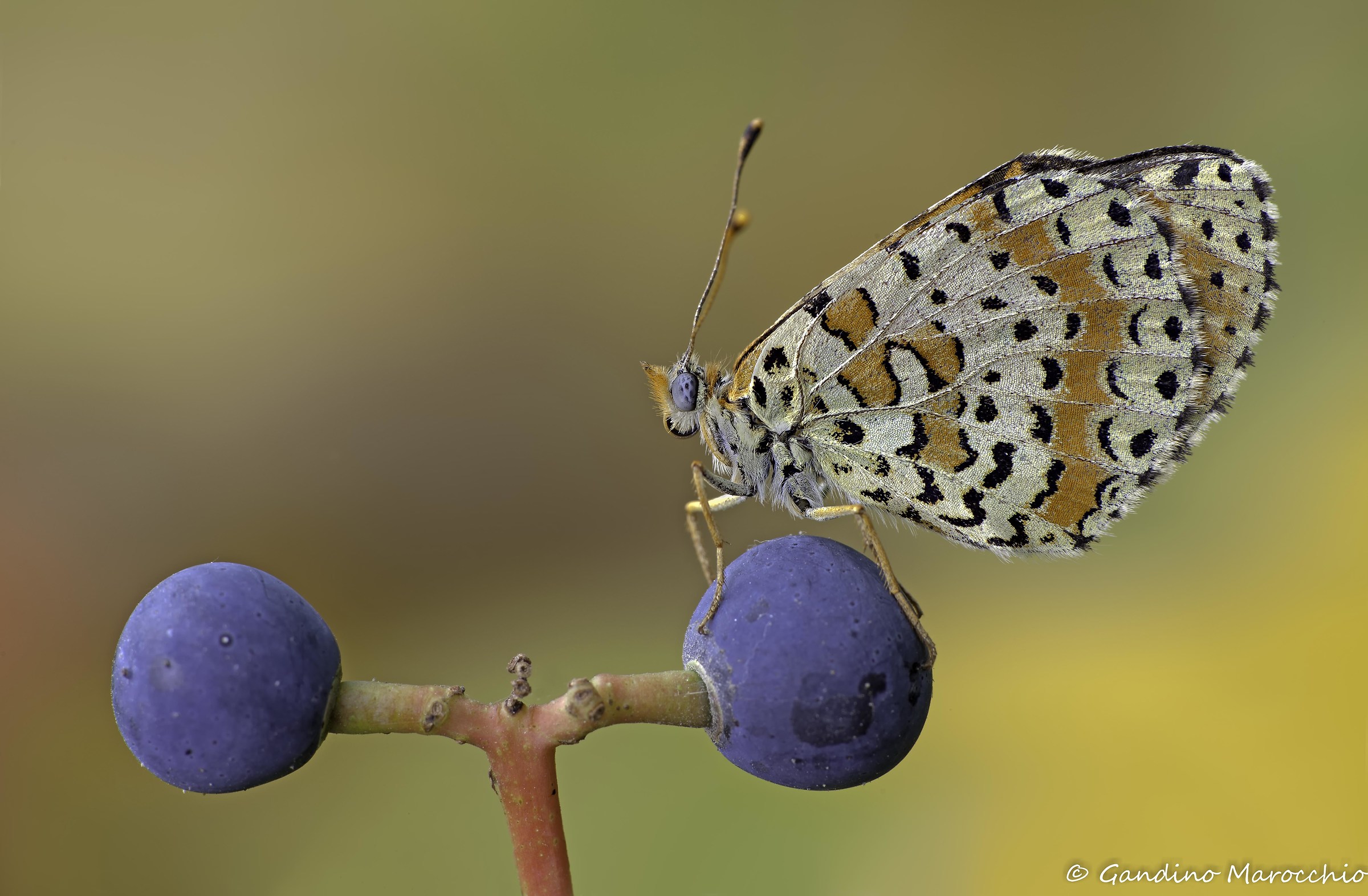 Il gioco delle palline Meltaea Didyma