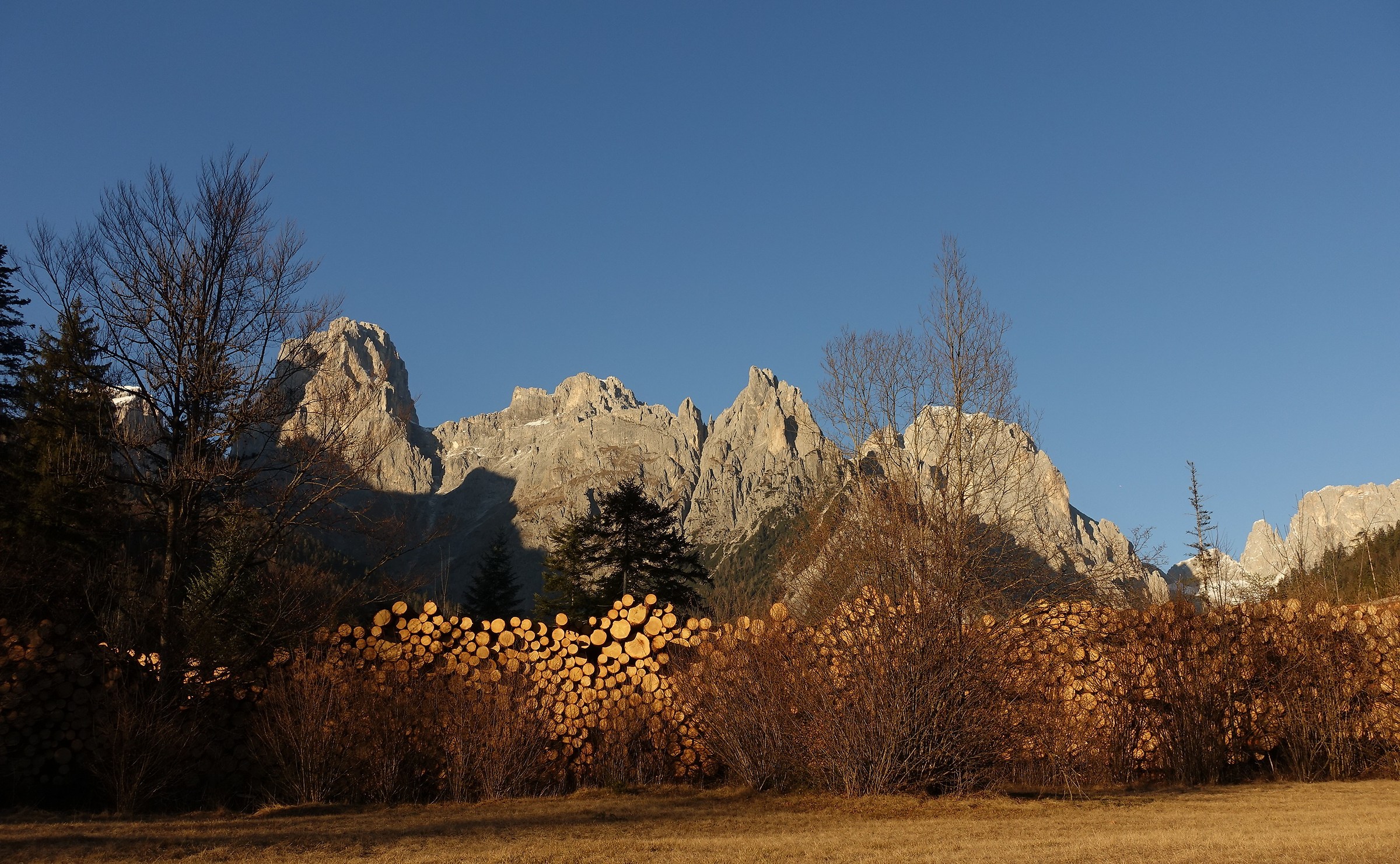 recupero degli abeti abbattuti dal vento