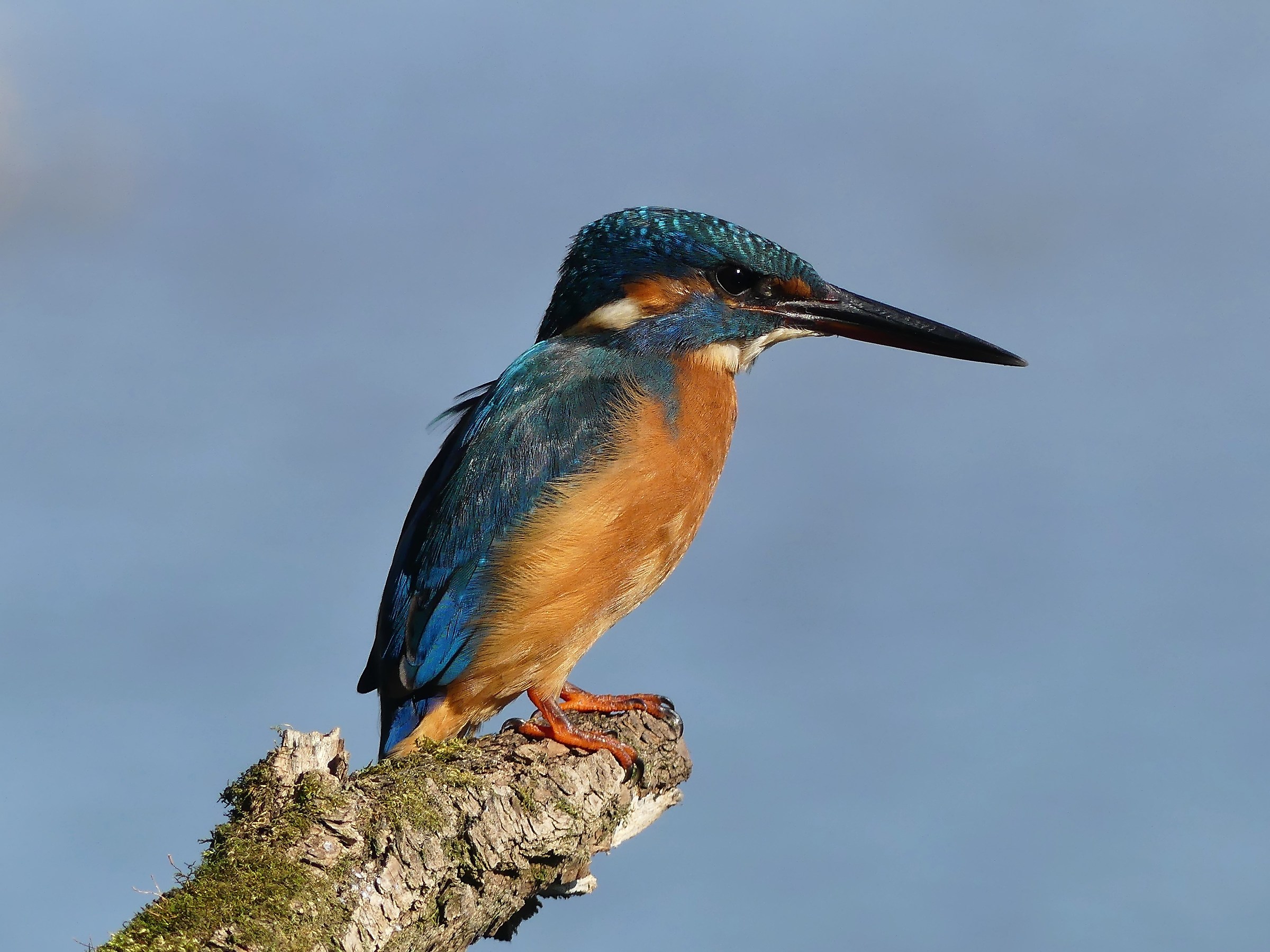Feather lifted by the wind