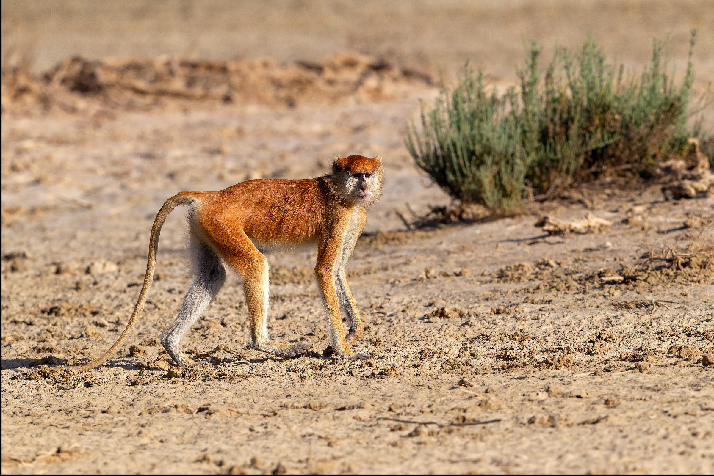 Red Senegal Monkey