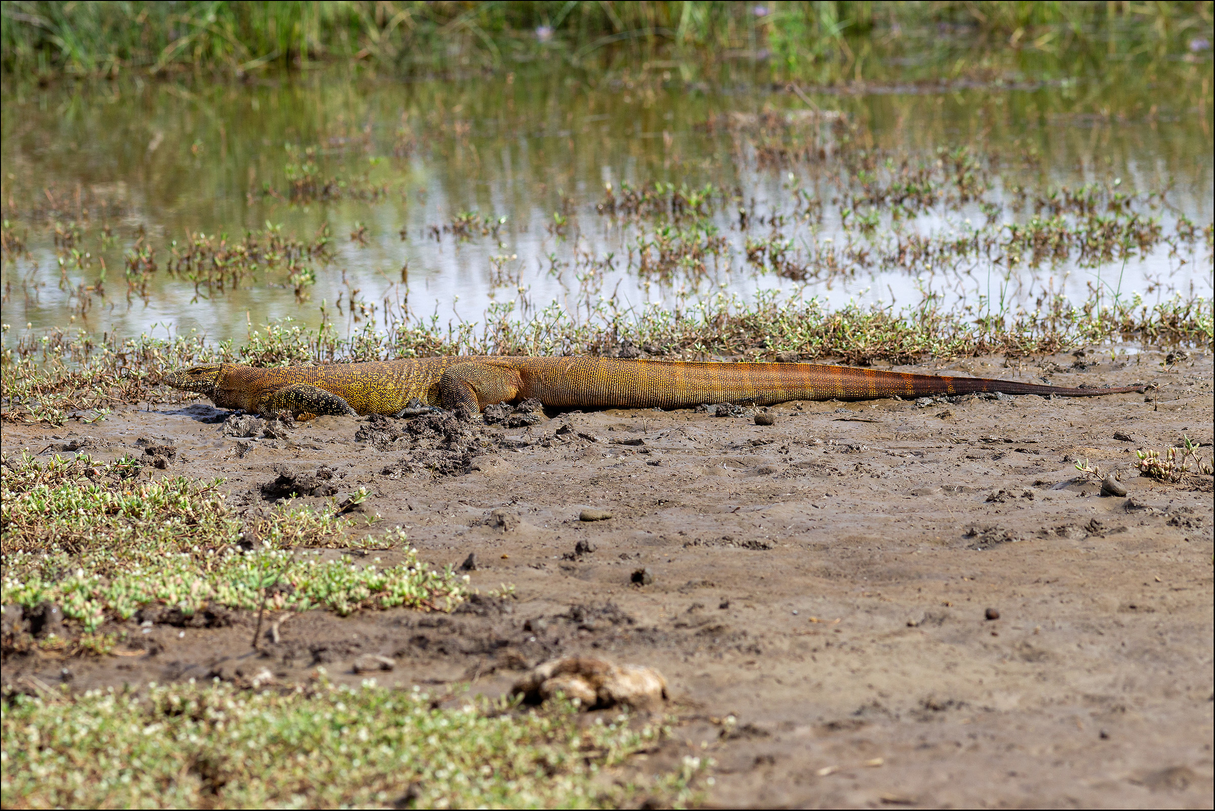 Simpatico "lucertolone" Varano