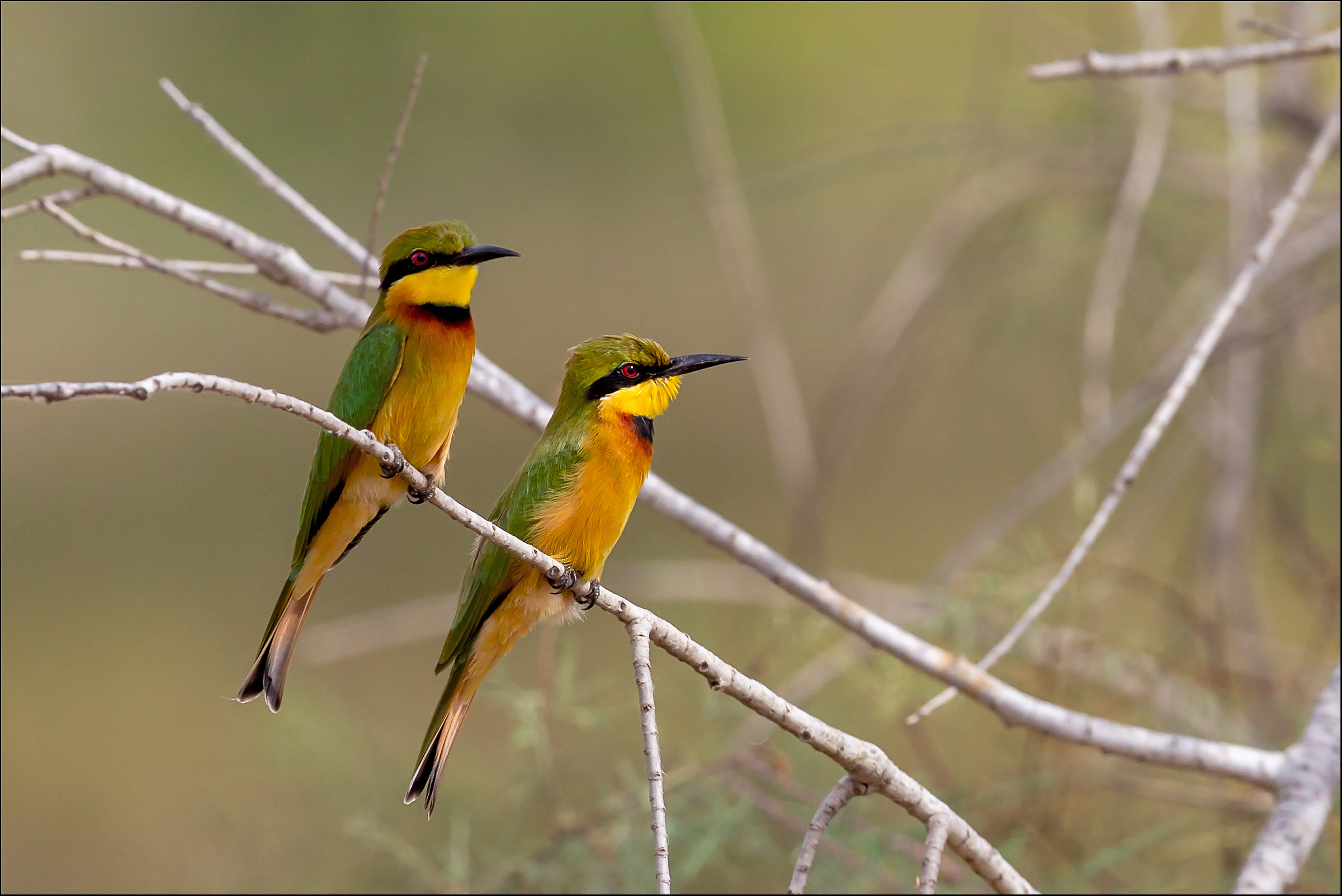 Couple of bee-eaters