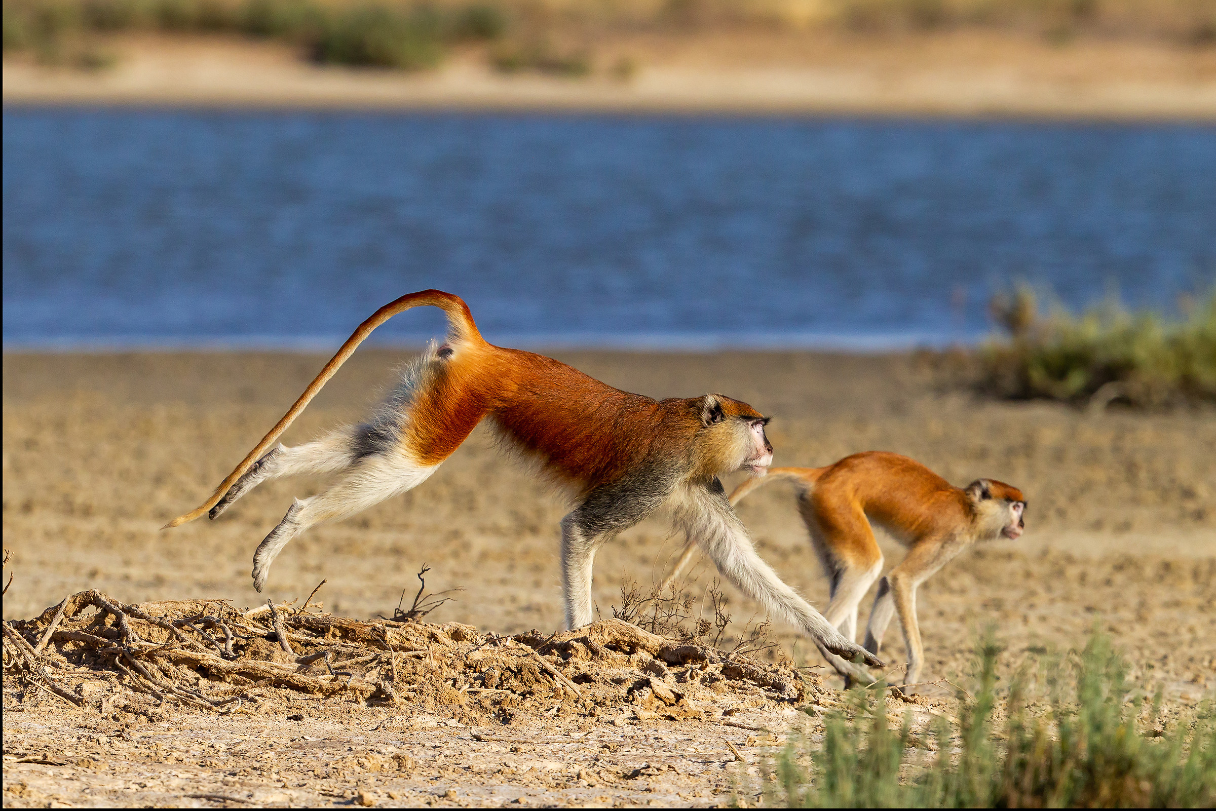 Coppia di scimmie rosse del Senegal (male and female)