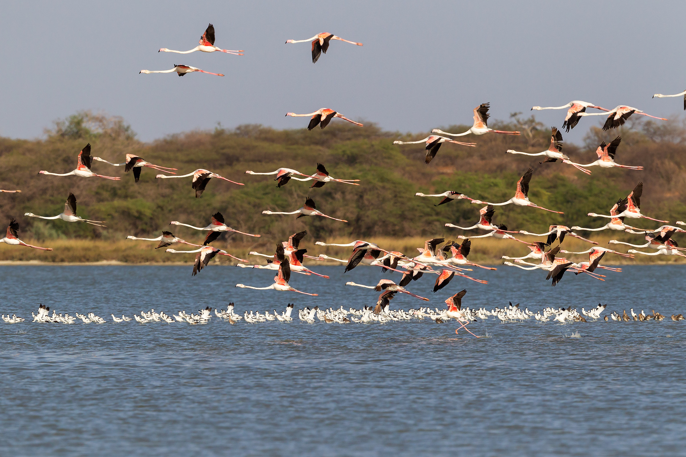 The roll of the Flamingos