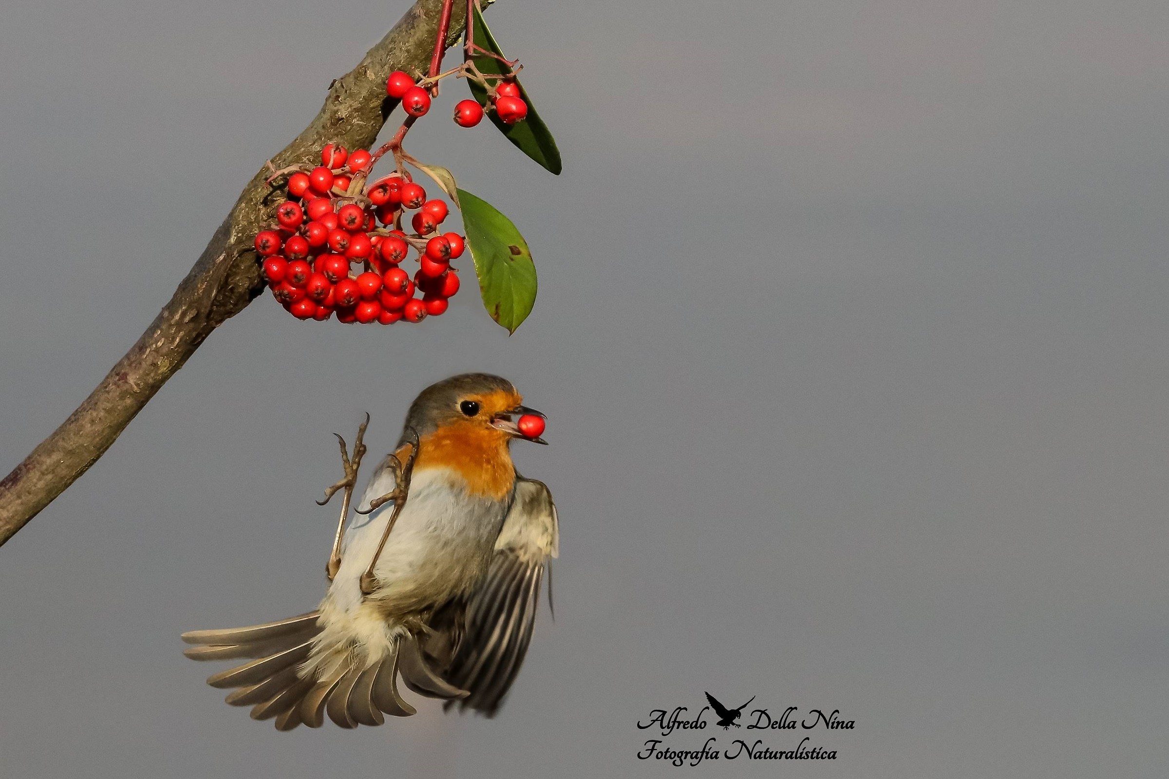 Robin.. In free fall