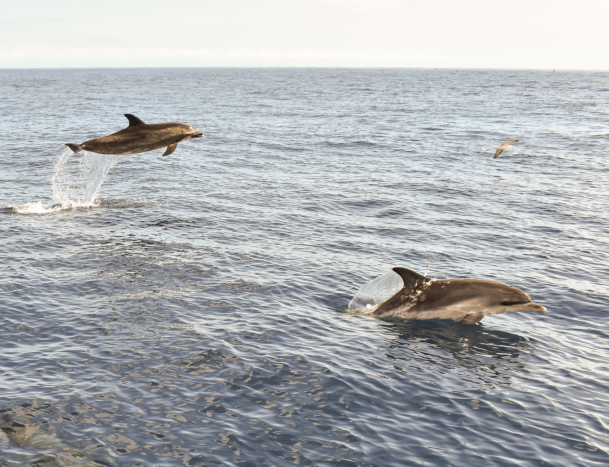 Avvistamento di balene, Acores, delfini atlantici