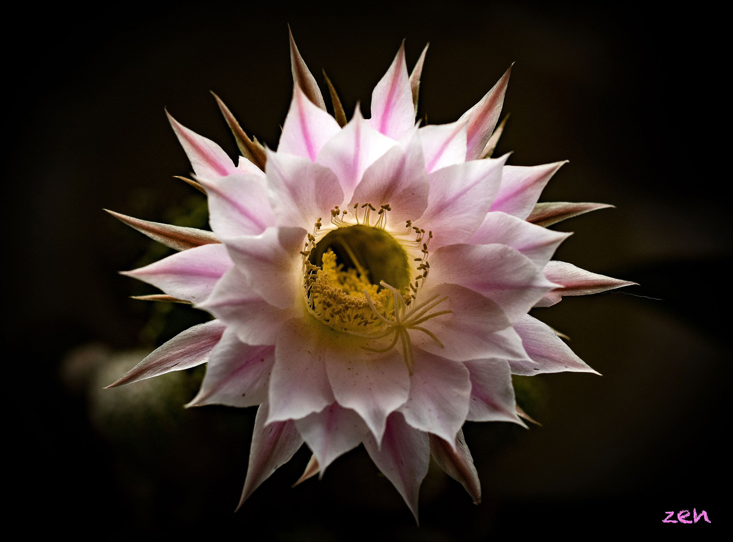 Echinopsis