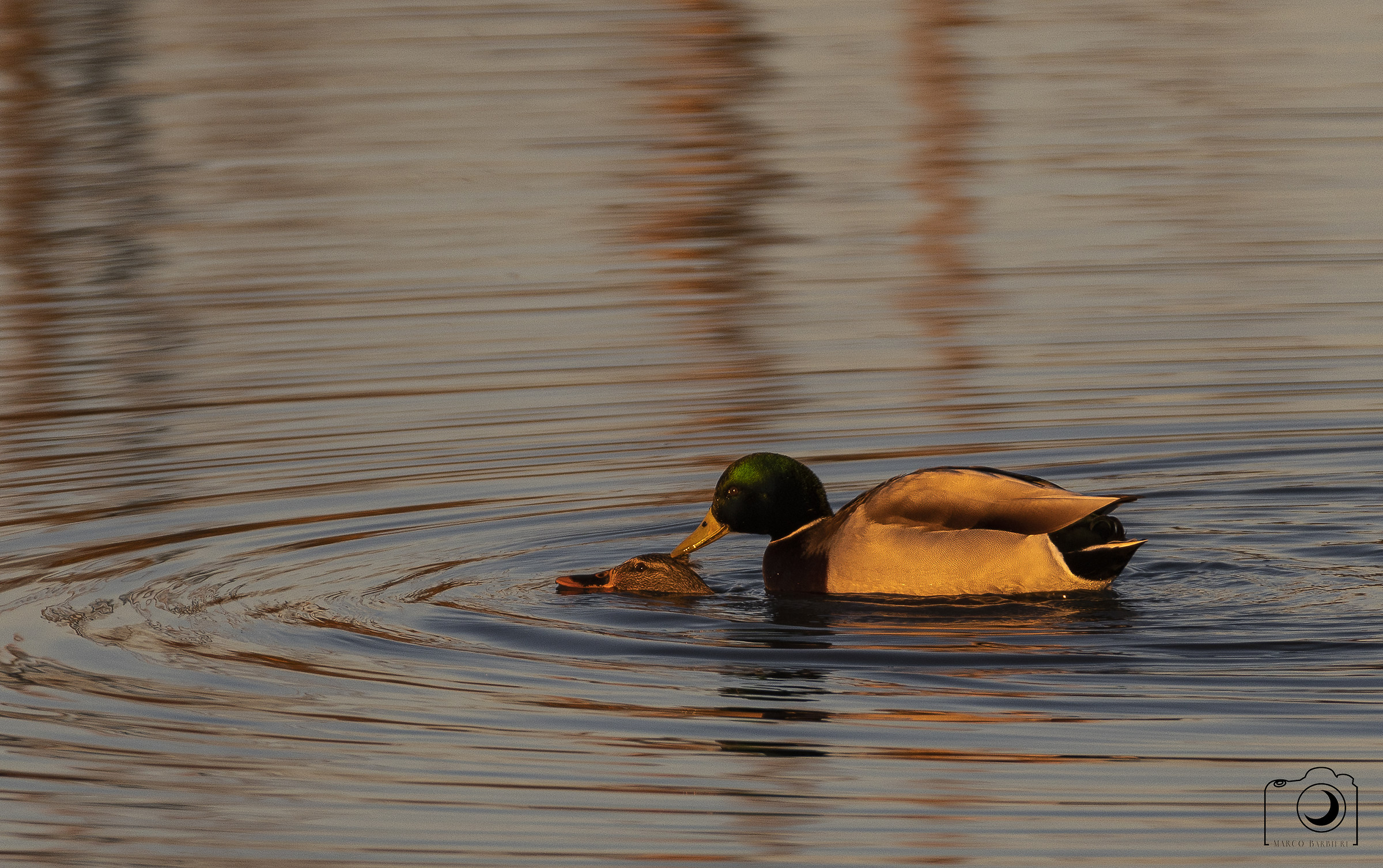 accoppiamento tra Germani