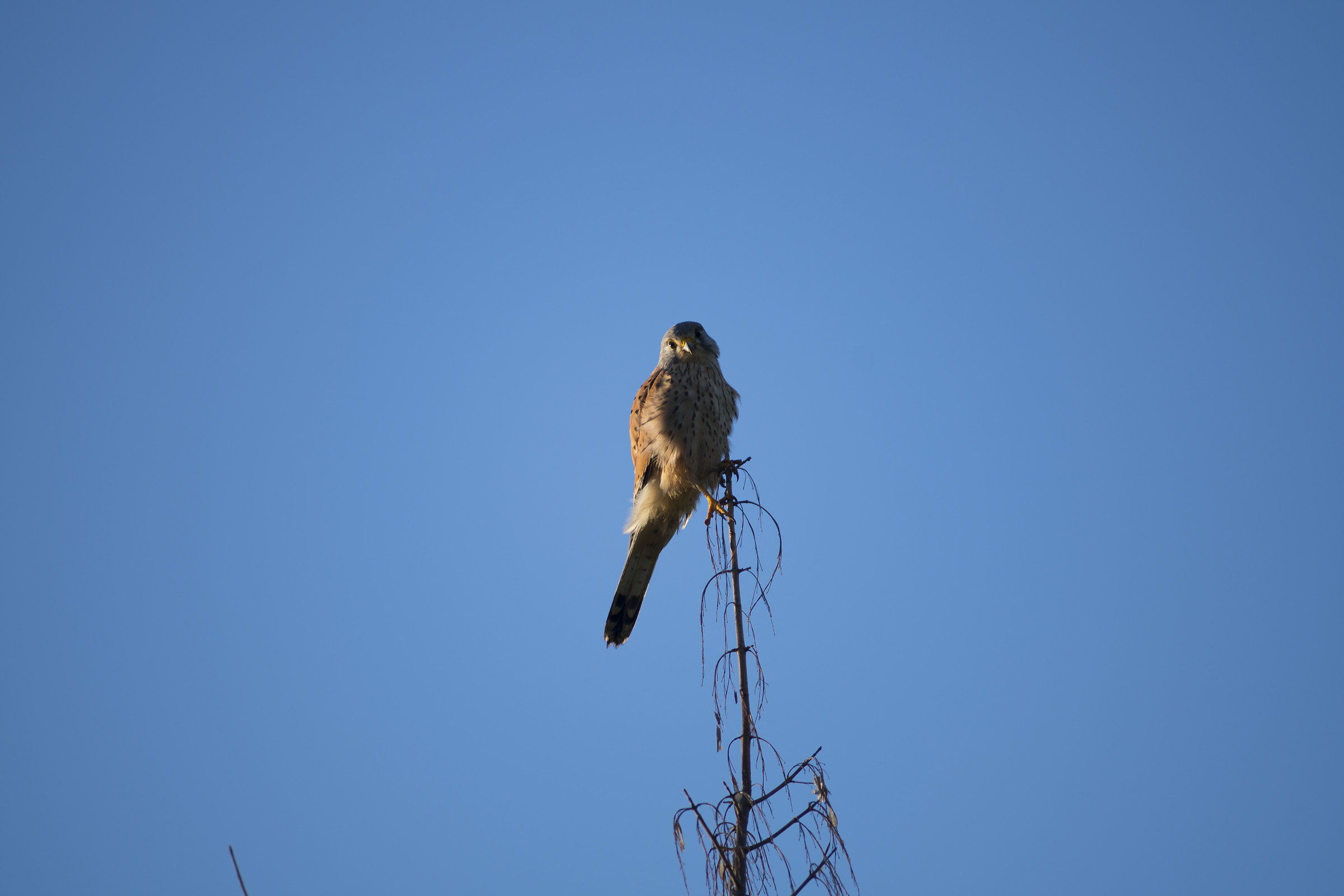 Gheppio comune Riserva della Marcigliana Roma