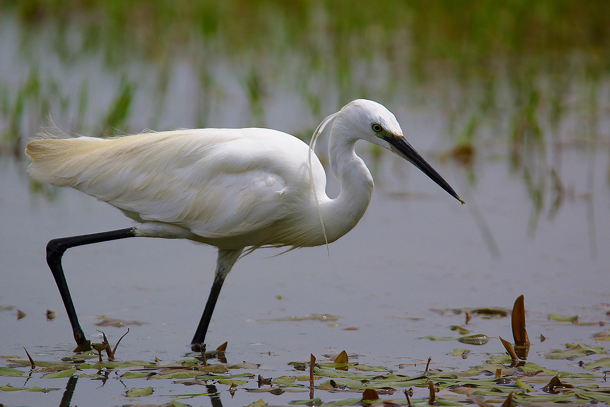 Egret