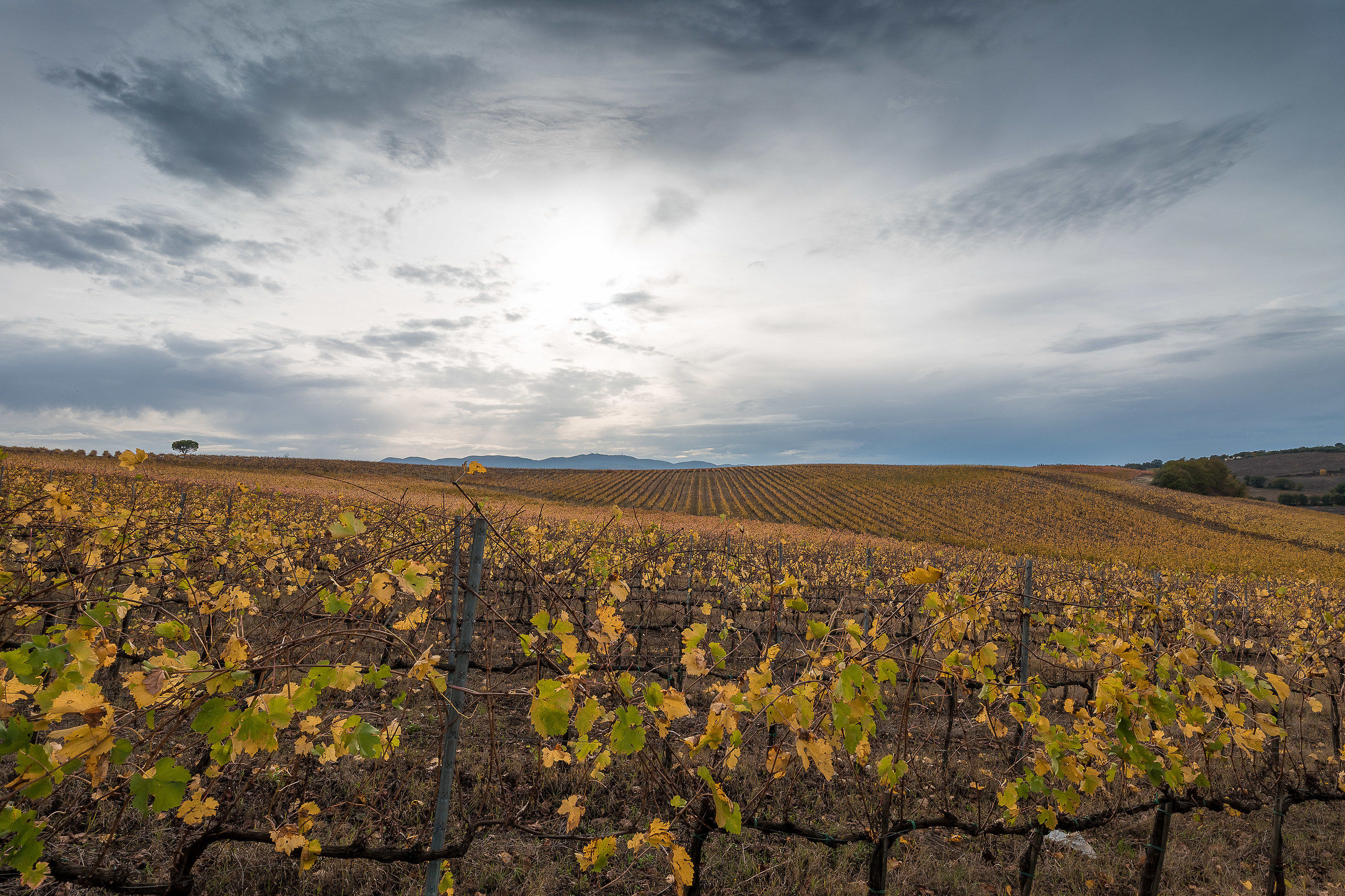 Autumn in Montefalco